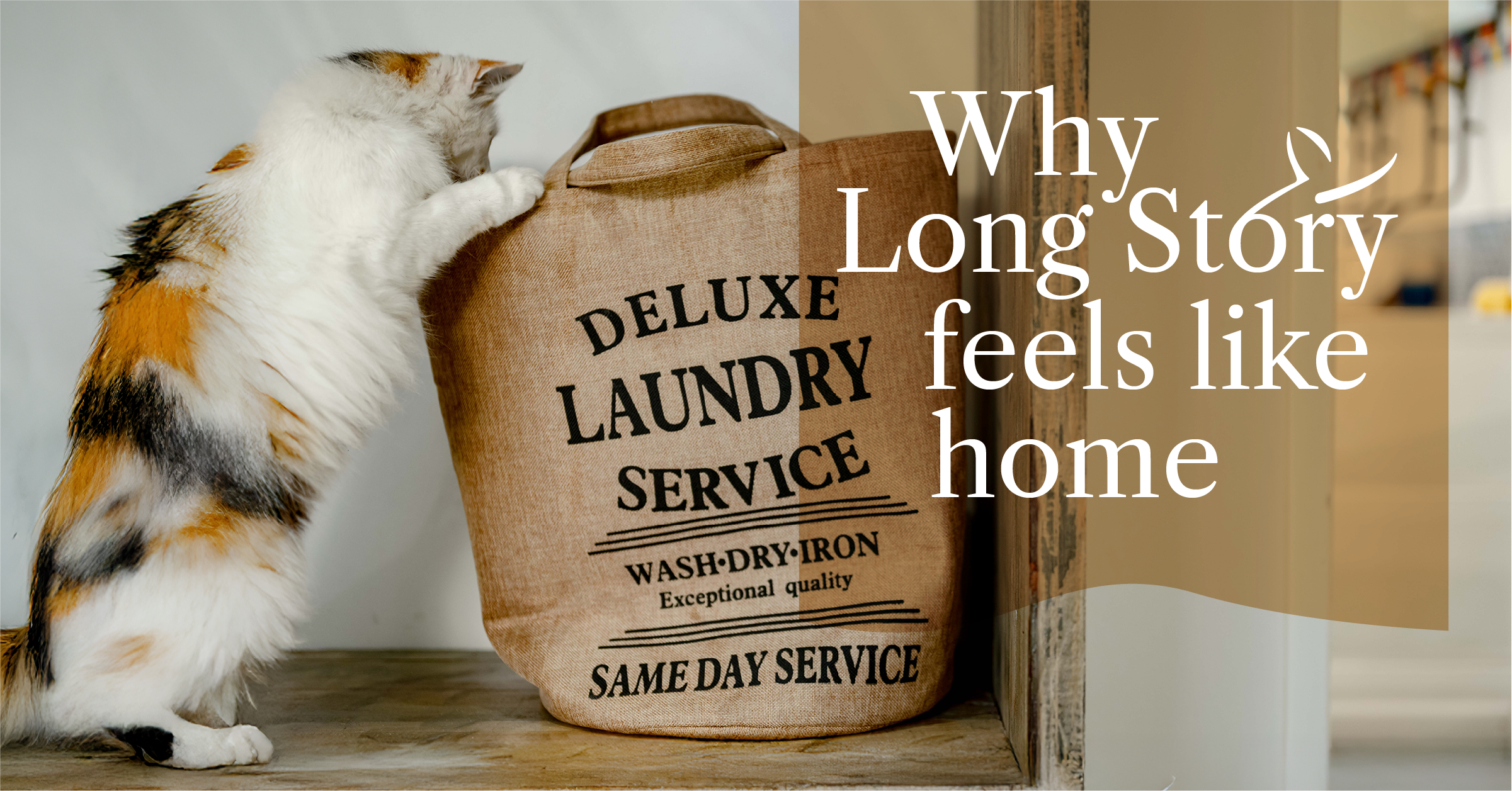 Cat leaning against a fabric laundry basket inside Long Story Guesthouse, with text reading “Why Long Story feels like home”.